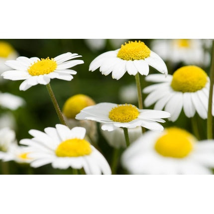 Loțiune Weleda Dermalotion, 50 ml, sticlă verde