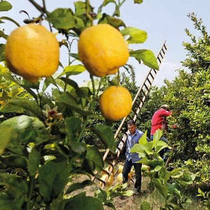 Deodorant roll-on, Weleda, Citrus, 24h, 50ml