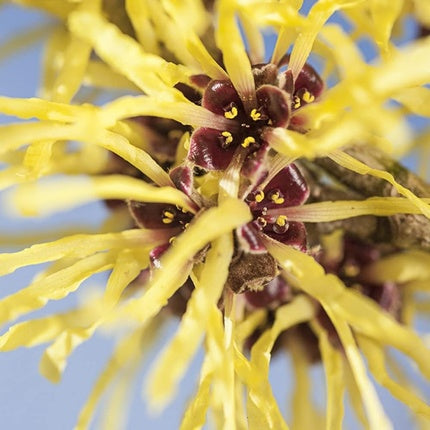 Lotiune tonică demachiantă, Weleda Bio, 2in1, 100ml