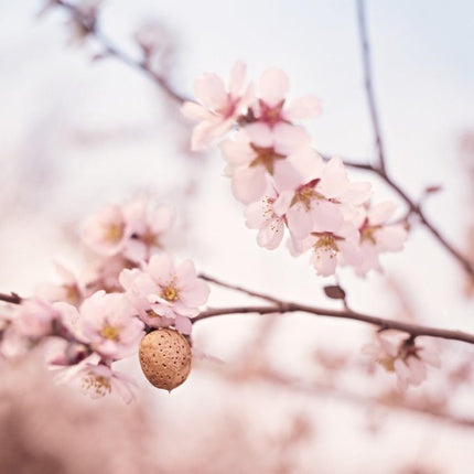 Ulei Facial, Weleda, Almond, 50 ml