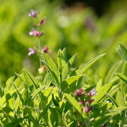 Balsam de Buze Weleda Gum Balm 30ml