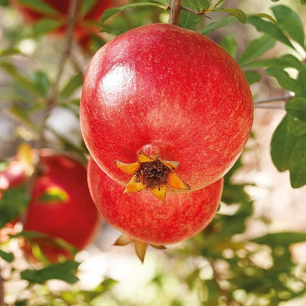 Deodorant Weleda Roll-On 24h Rodie 50ml