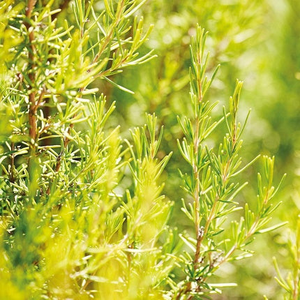 Tonic revitalizant par, Weleda, 100 ml