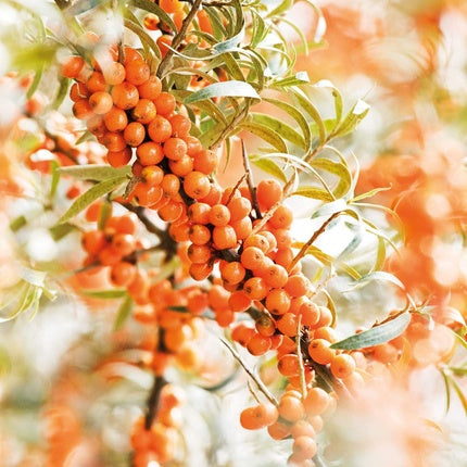 Elixir, Weleda, Sea Buckthorn, 401g