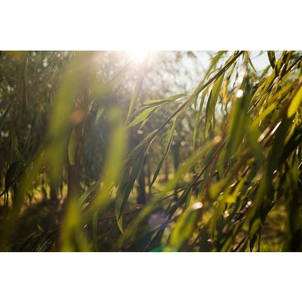 Gel curățare, Weleda, Willow Bark, 100ml