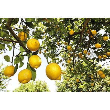 Lotiune Corporala Refreshing, Weleda, 200ml