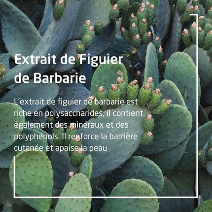 Crema de zi hidratantă 24h, Weleda Prickly Pear, 30ml