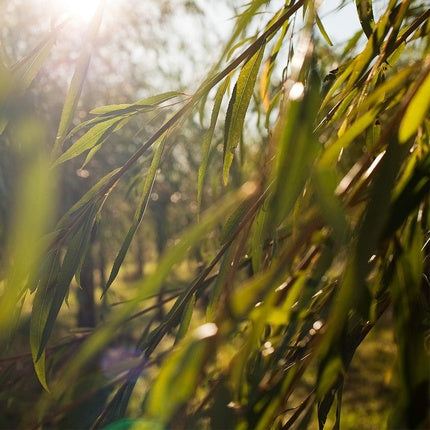 Lotiune Refinanta, Weleda Naturally Clear, 30ml