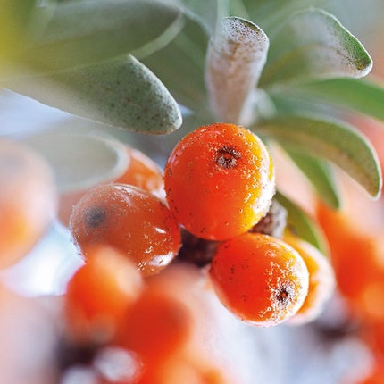 Deodorant Roll-On Weleda, Sea Buckthorn, 50ml