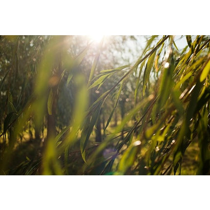 Gel de curățare față, Weleda, Naturally Clear, 100ml