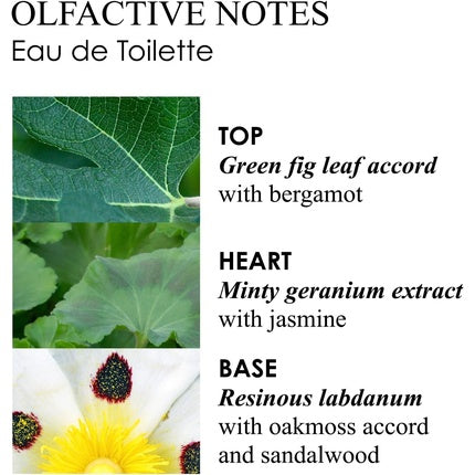 Eau de Toilette Molton Brown Geranium Nefertum 100ml, verde