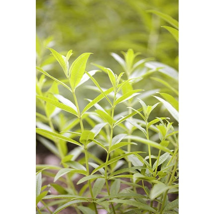 Săpun lichid, Institut Karité Paris, Lemon Verbena, 1L