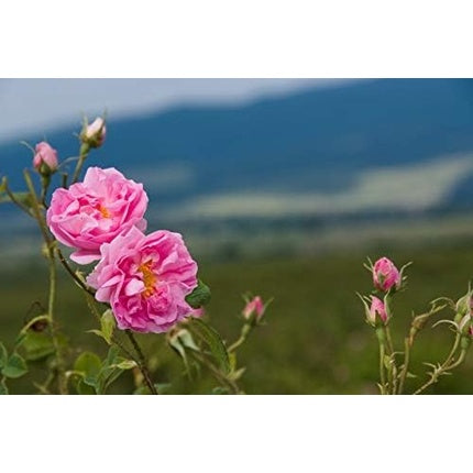Balsam Aftershave cu Trandafir Bulgar pentru Bărbați, 50 ml
