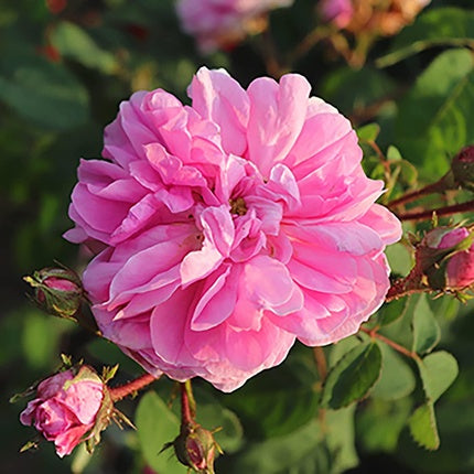 Lotiune L'Occitane Rose 250ml Alb