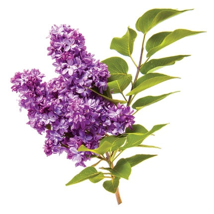 Șampon Volum, Chi, VolumeCare, 739 ml, alb-violet