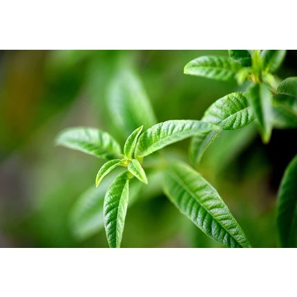 Apa de Toaletă, L'Occitane, Verbena, 100ml, sticlă transparentă