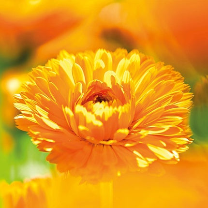 Pasta de dinti, Weleda Calendula, 75ml