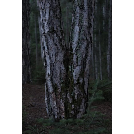 Fond de ten Korres Black Pine, maro, 30ml