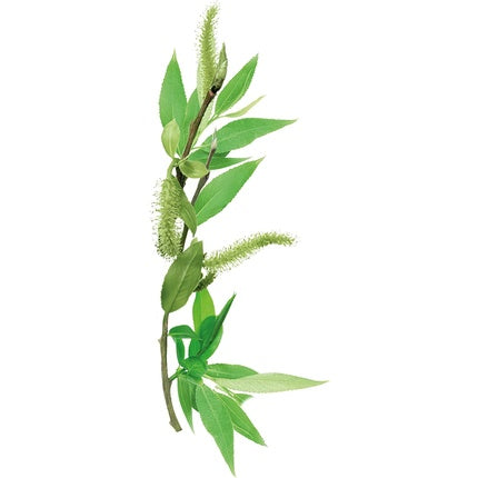 Șampon, Nat&Nove Bio, Willow, 250ml